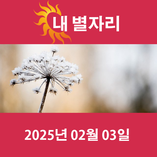 월요일 2025년 2월 3일 의 일일 운세 예측